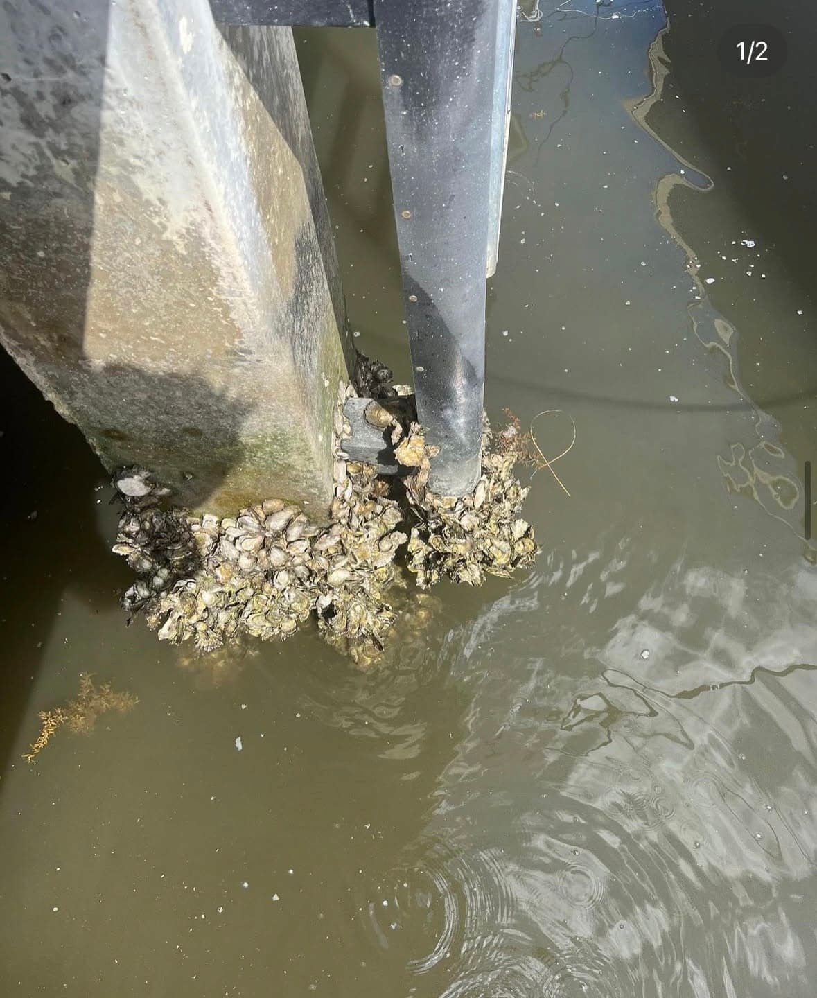 Barnacle growth on a concrete dock piling at the waterline
